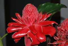 Etlingera elatior