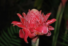 Etlingera elatior
