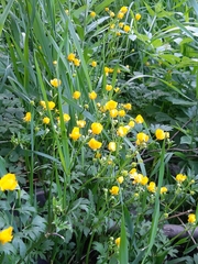 Ranunculus repens