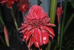 Etlingera elatior