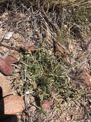 Asclepias involucrata