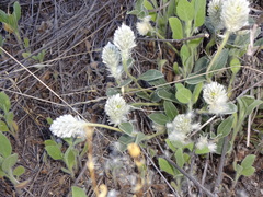 Gomphrena caespitosa