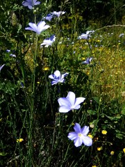 Linum narbonense