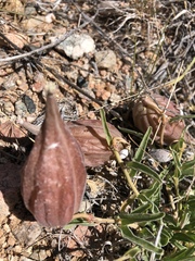 Asclepias involucrata