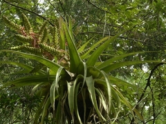 Tillandsia kalmbacheri