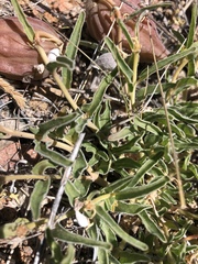 Asclepias involucrata