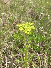 Polytaenia nuttallii