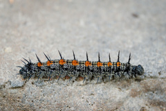 Nymphalis antiopa