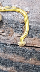 Diversibipalium multilineatum