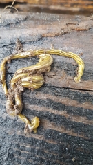 Diversibipalium multilineatum