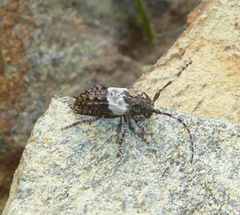 Pogonocherus hispidulus