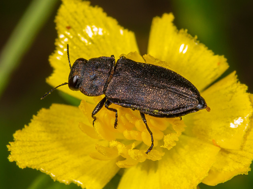 Anthaxia quadripunctata (Linnaeus, 1758)