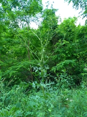 Peucedanum verticillare