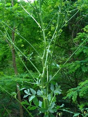 Peucedanum verticillare