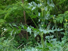 Peucedanum verticillare