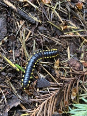 Harpaphe haydeniana scotia