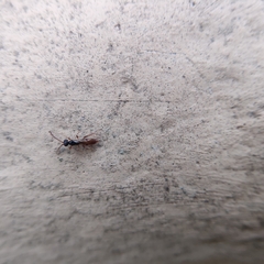 Ichneumonoidea