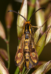 Chamaesphecia empiformis