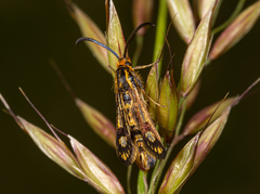 Chamaesphecia empiformis