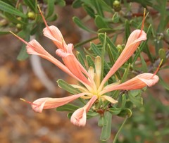 Lambertia multiflora