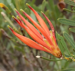 Lambertia multiflora