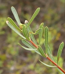 Lambertia multiflora
