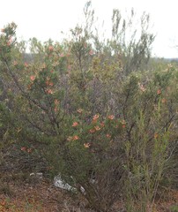 Lambertia multiflora