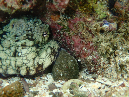 Octopus oculifer