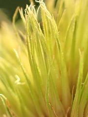 Carex bohemica