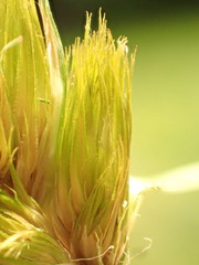Carex bohemica