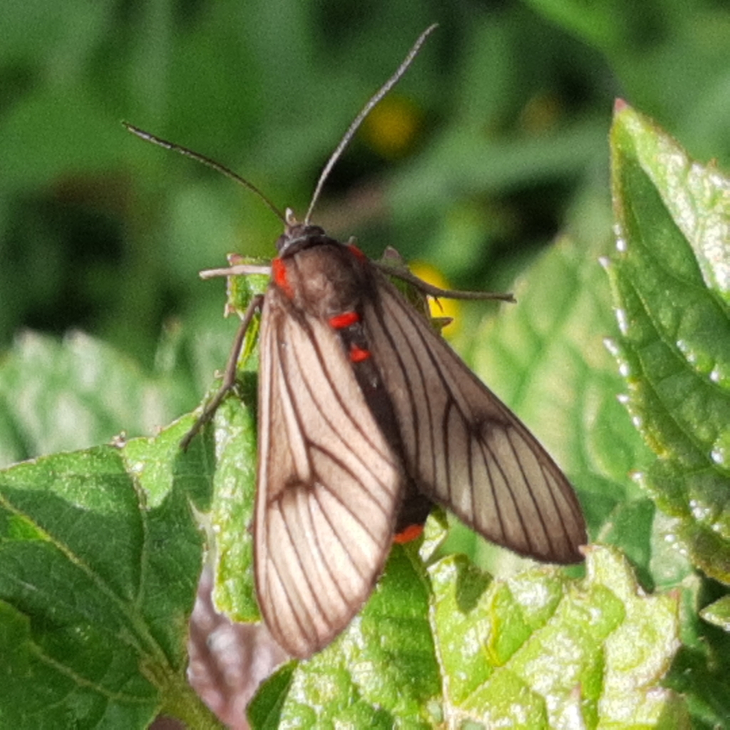 Saurita nigripalpia