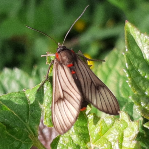 Saurita nigripalpia
