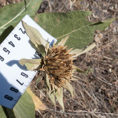 Wyethia helenioides