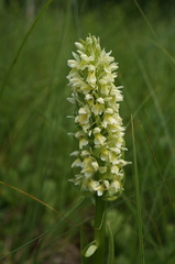 Dactylorhiza incarnata ochroleuca
