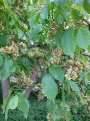 Ulmus glabra