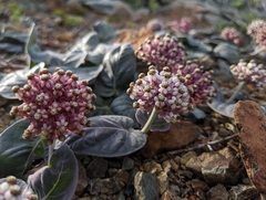 Asclepias solanoana