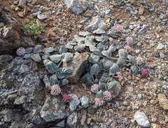 Asclepias solanoana
