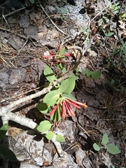Lonicera arizonica