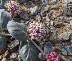 Asclepias solanoana
