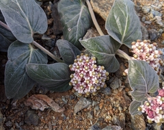 Asclepias solanoana