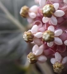 Asclepias solanoana