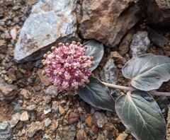Asclepias solanoana