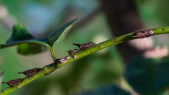 Calloconophora rubricornis