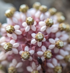 Asclepias solanoana