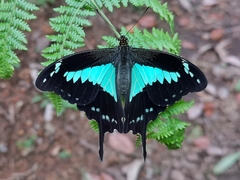 Papilio phorcas