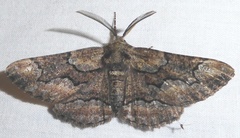 Phaeoura mexicanaria