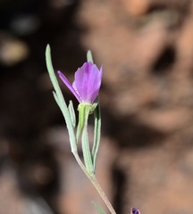Clarkia purpurea
