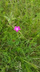 Dianthus deltoides