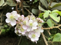 Rubus floribundus