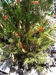 Penstemon pinifolius